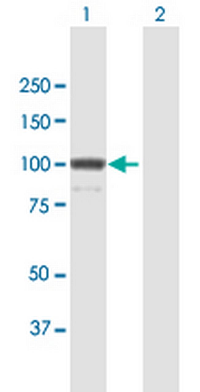 KIF23 Antibody in Western Blot (WB)