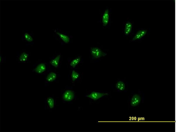 XAGE2 Antibody in Immunocytochemistry (ICC/IF)