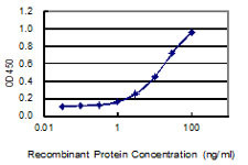 XAGE1D Antibody in ELISA (ELISA)