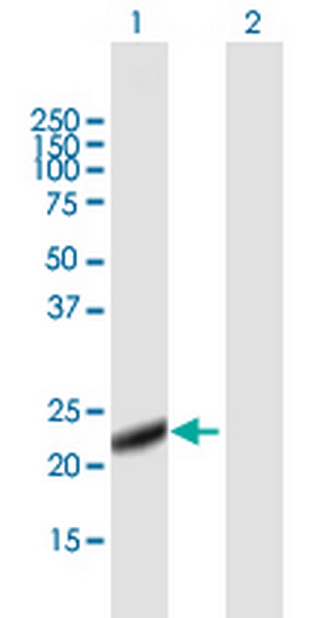 LITAF Antibody in Western Blot (WB)