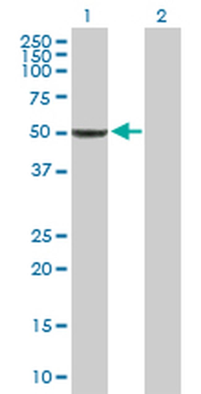 BAG5 Antibody in Western Blot (WB)