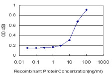 NR1D1 Antibody in ELISA (ELISA)