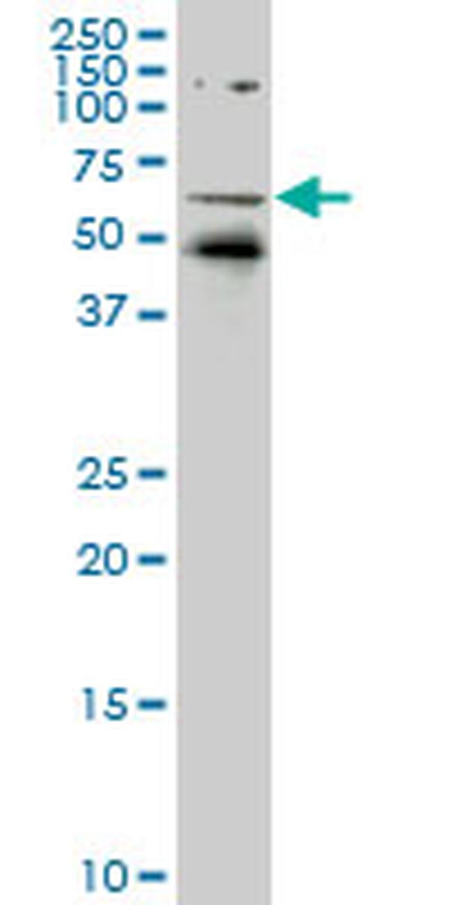 NR1D1 Antibody in Western Blot (WB)