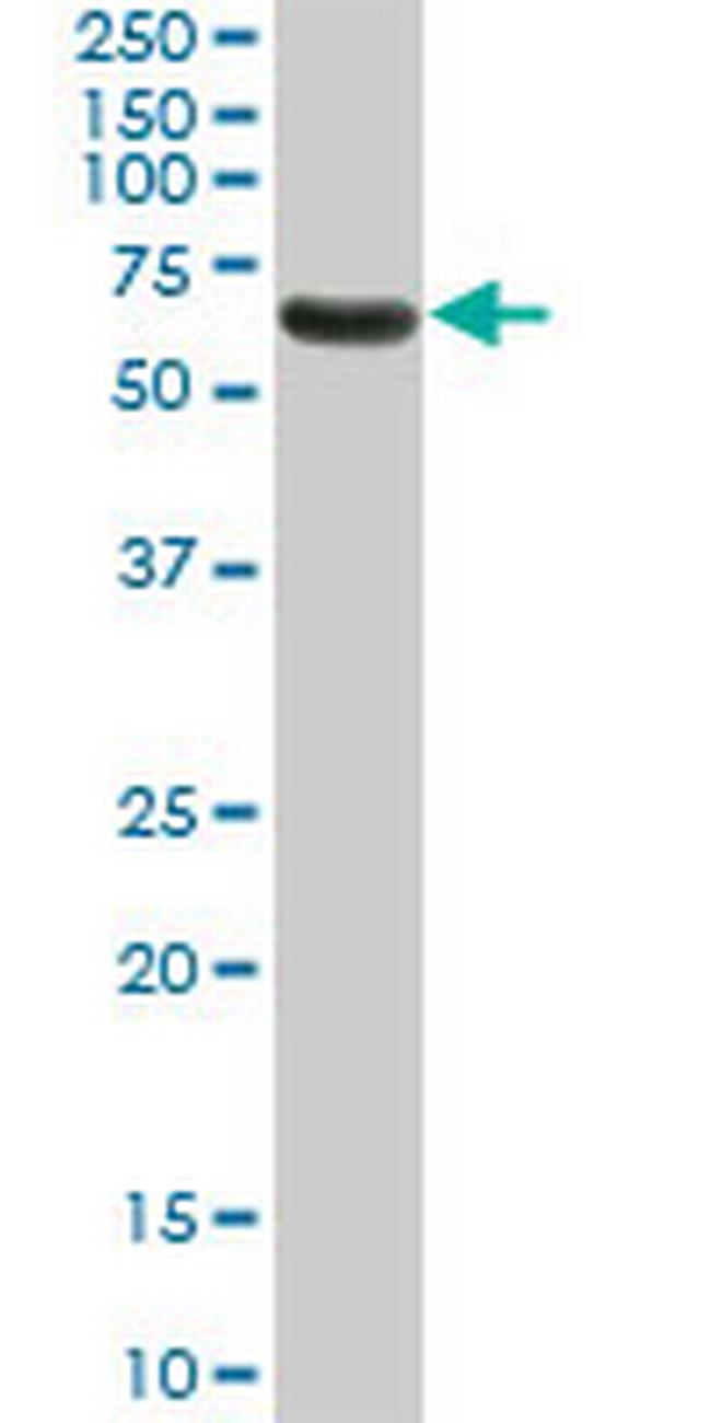 NR1D1 Antibody in Western Blot (WB)