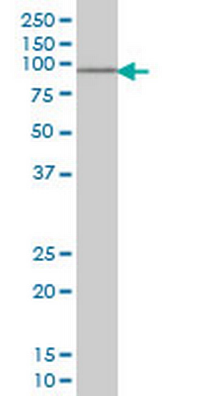 SOX13 Antibody in Western Blot (WB)