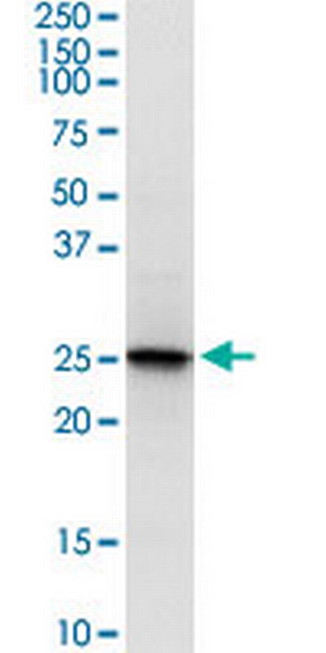 PRDX6 Antibody in Western Blot (WB)