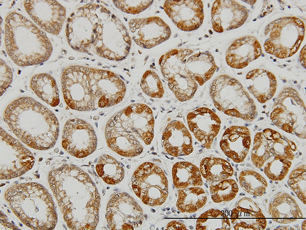 AATK Antibody in Immunohistochemistry (Paraffin) (IHC (P))