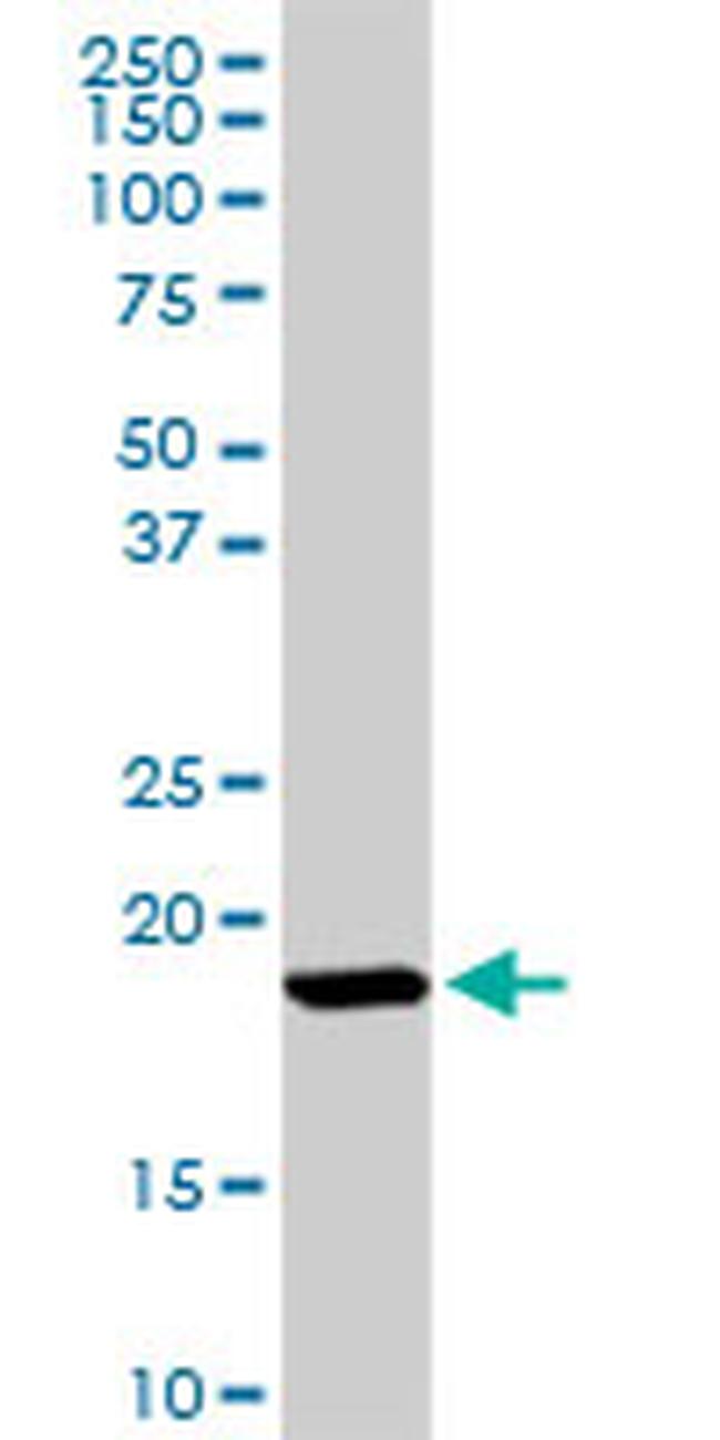 ISG15 Antibody in Western Blot (WB)