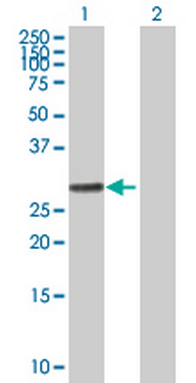 RALGPS1 Antibody in Western Blot (WB)