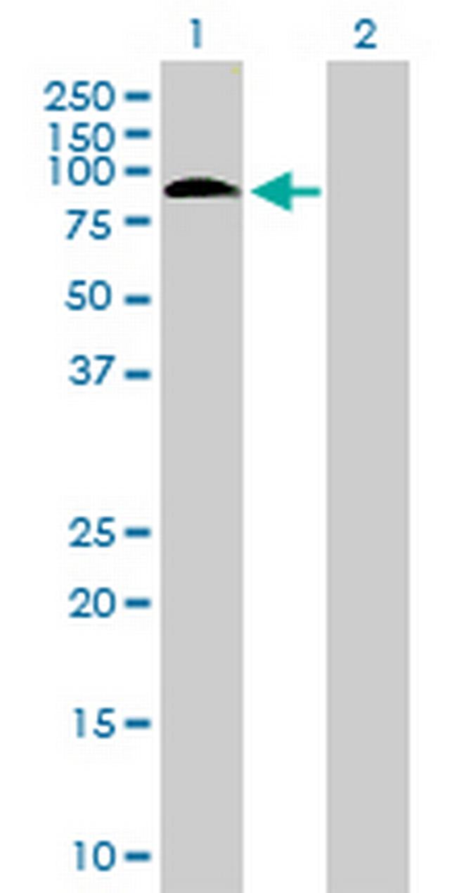 SAFB2 Antibody in Western Blot (WB)