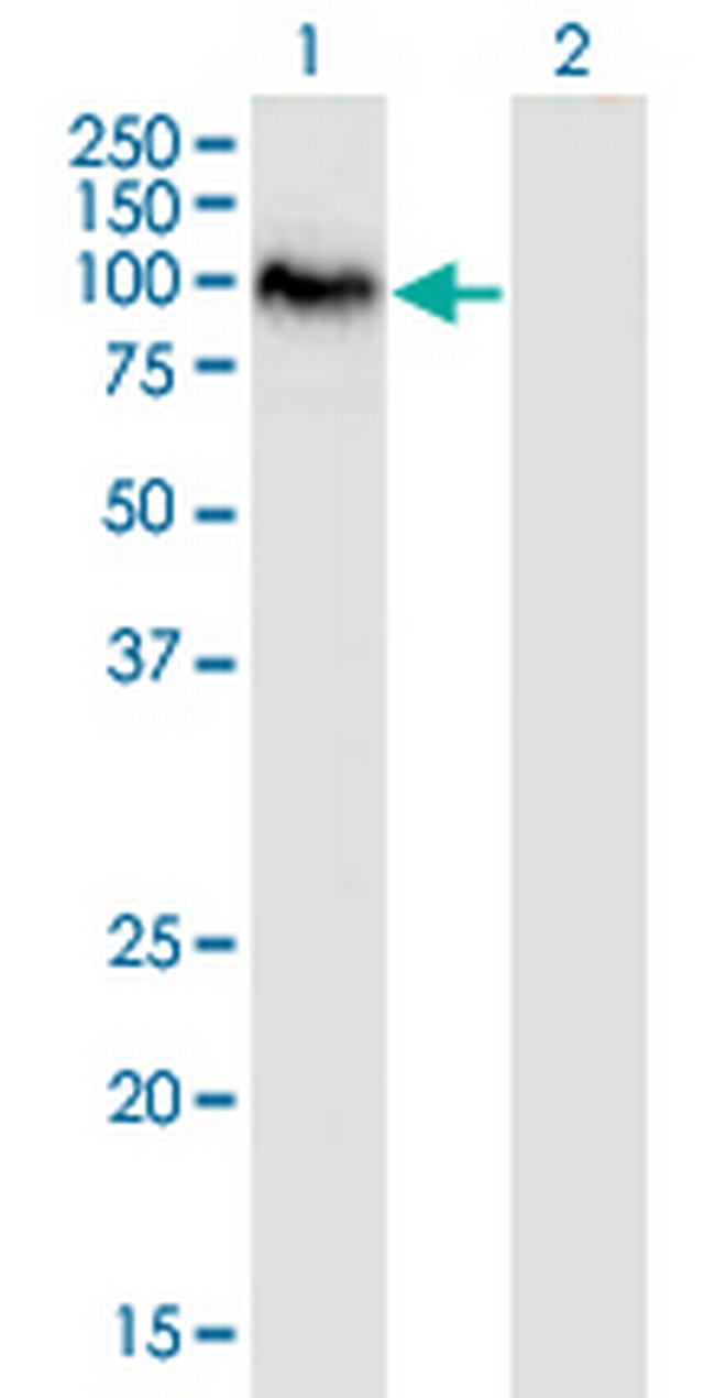 SAFB2 Antibody in Western Blot (WB)