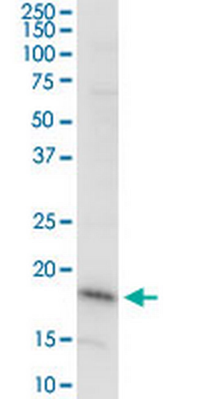 DAZAP2 Antibody in Western Blot (WB)