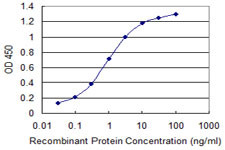 MAGI2 Antibody in ELISA (ELISA)