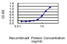 MFN2 Antibody in ELISA (ELISA)