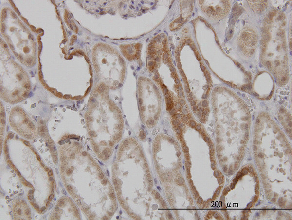 MFN2 Antibody in Immunohistochemistry (Paraffin) (IHC (P))