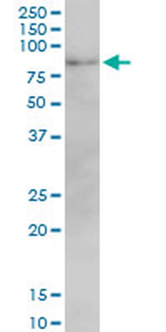 MFN2 Antibody in Western Blot (WB)