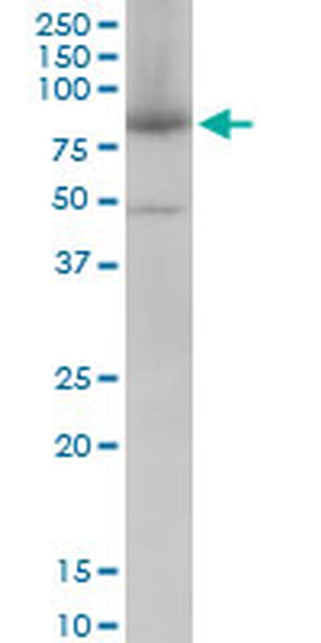 MFN2 Antibody in Western Blot (WB)