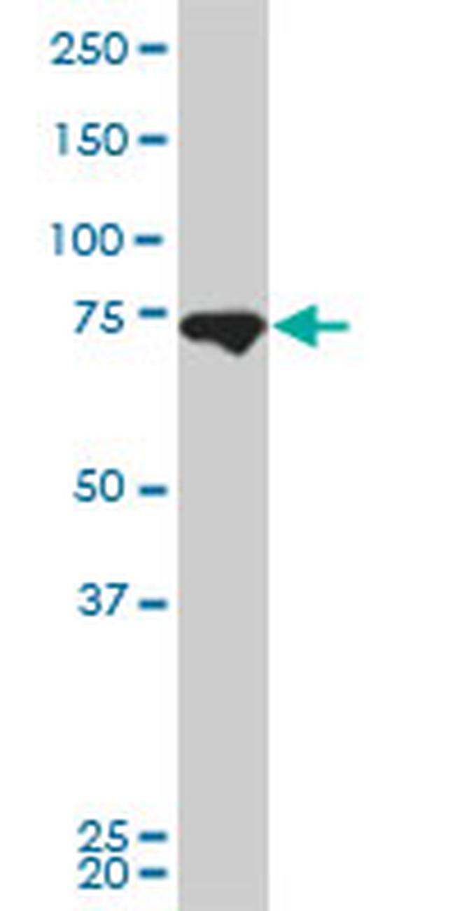 MFN2 Antibody in Western Blot (WB)