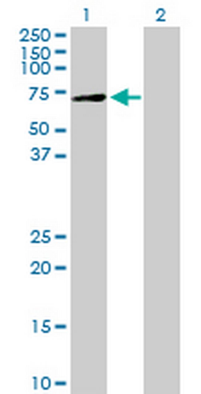 XYLB Antibody in Western Blot (WB)