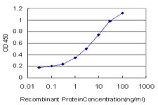 OXSR1 Antibody in ELISA (ELISA)