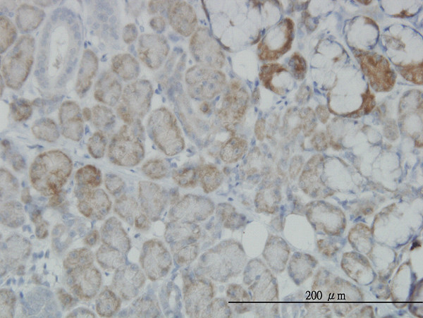 OXSR1 Antibody in Immunohistochemistry (Paraffin) (IHC (P))