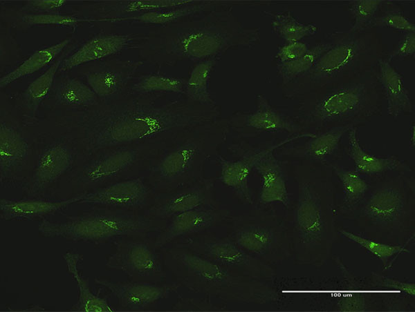 GOLGA5 Antibody in Immunocytochemistry (ICC/IF)