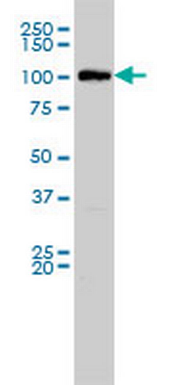 MVP Antibody in Western Blot (WB)