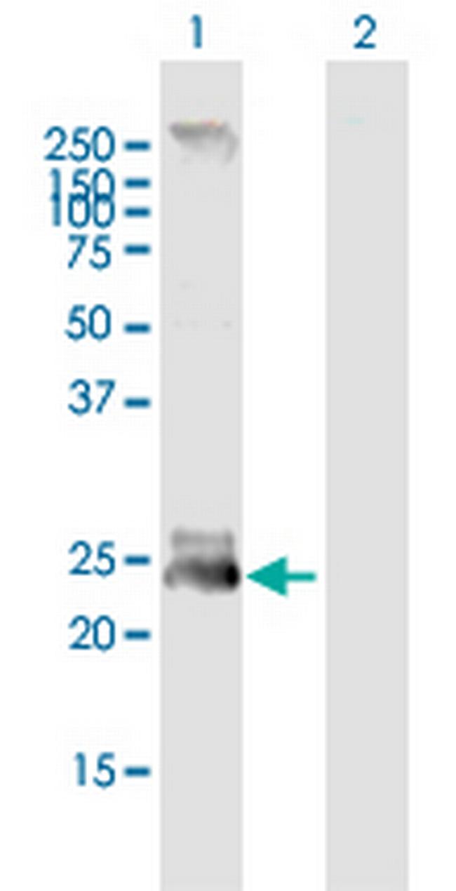 FGF19 Antibody in Western Blot (WB)