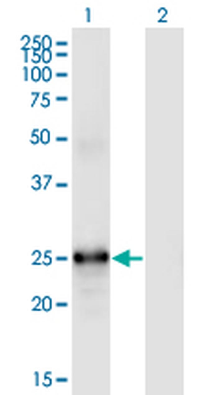 FGF19 Antibody in Western Blot (WB)