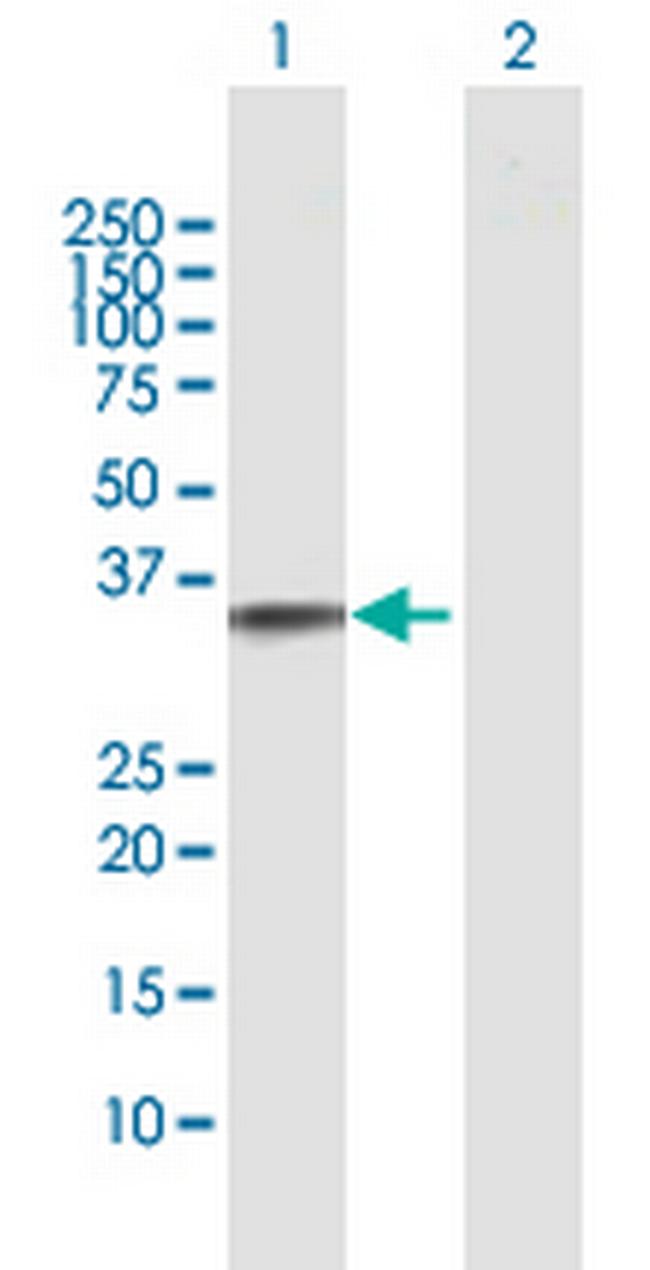 TNFSF15 Antibody in Western Blot (WB)