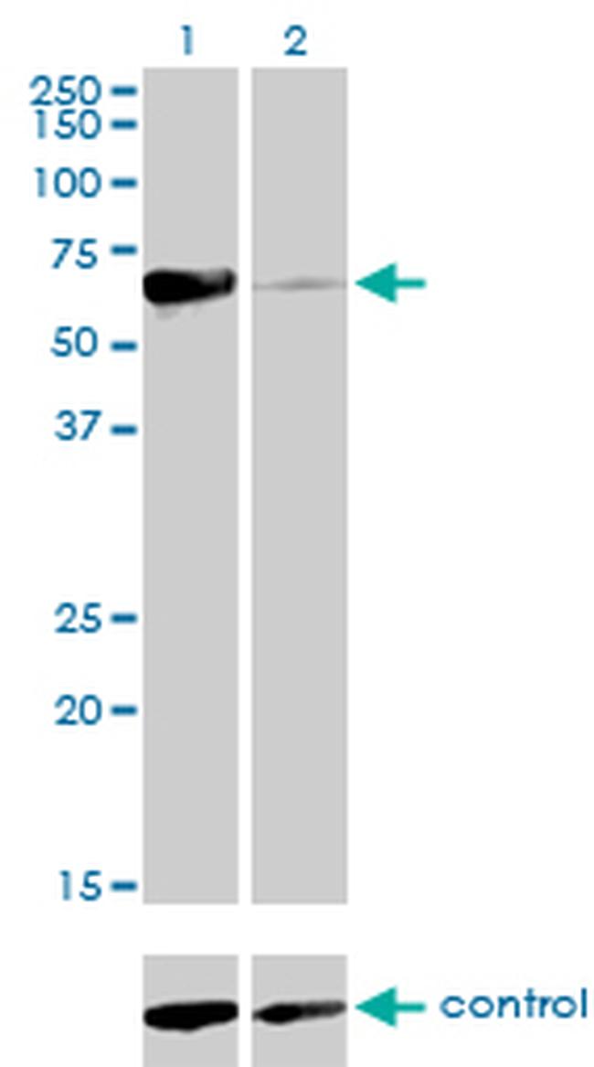 NR1D2 Antibody in Western Blot (WB)