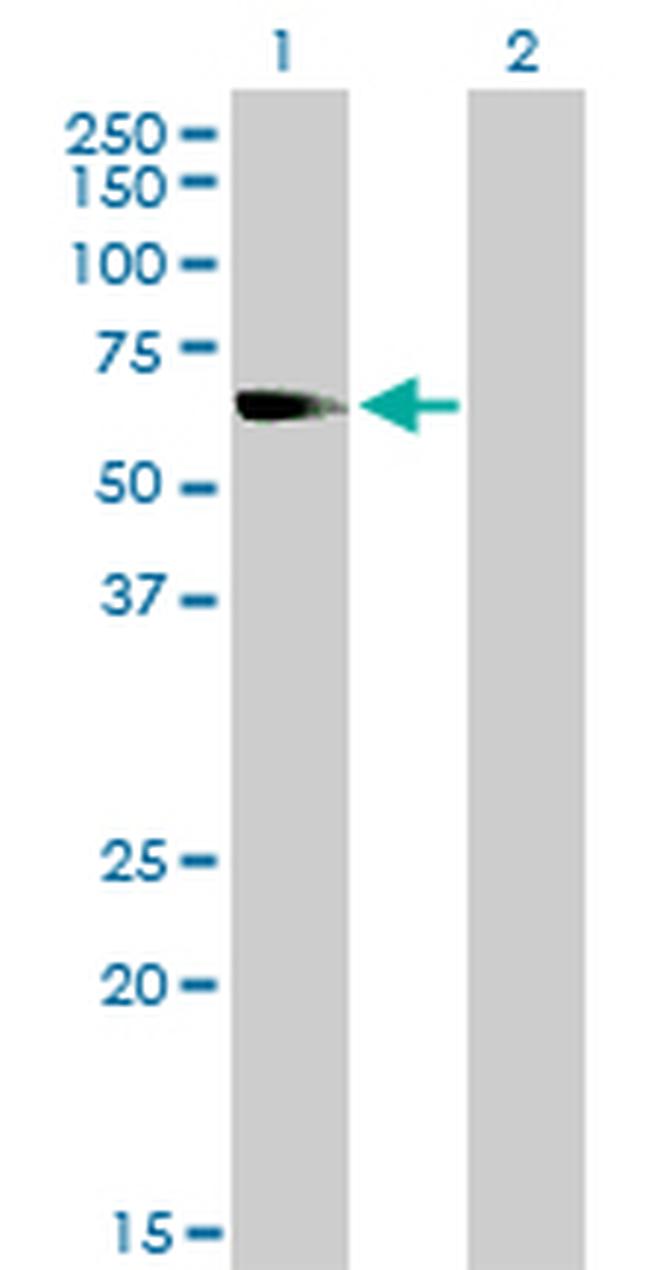 NR1D2 Antibody in Western Blot (WB)