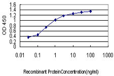 AKT3 Antibody in ELISA (ELISA)