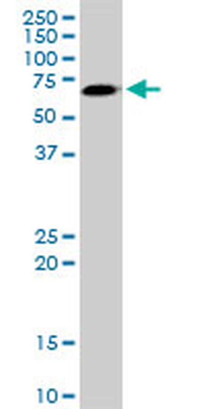 AKT3 Antibody in Western Blot (WB)