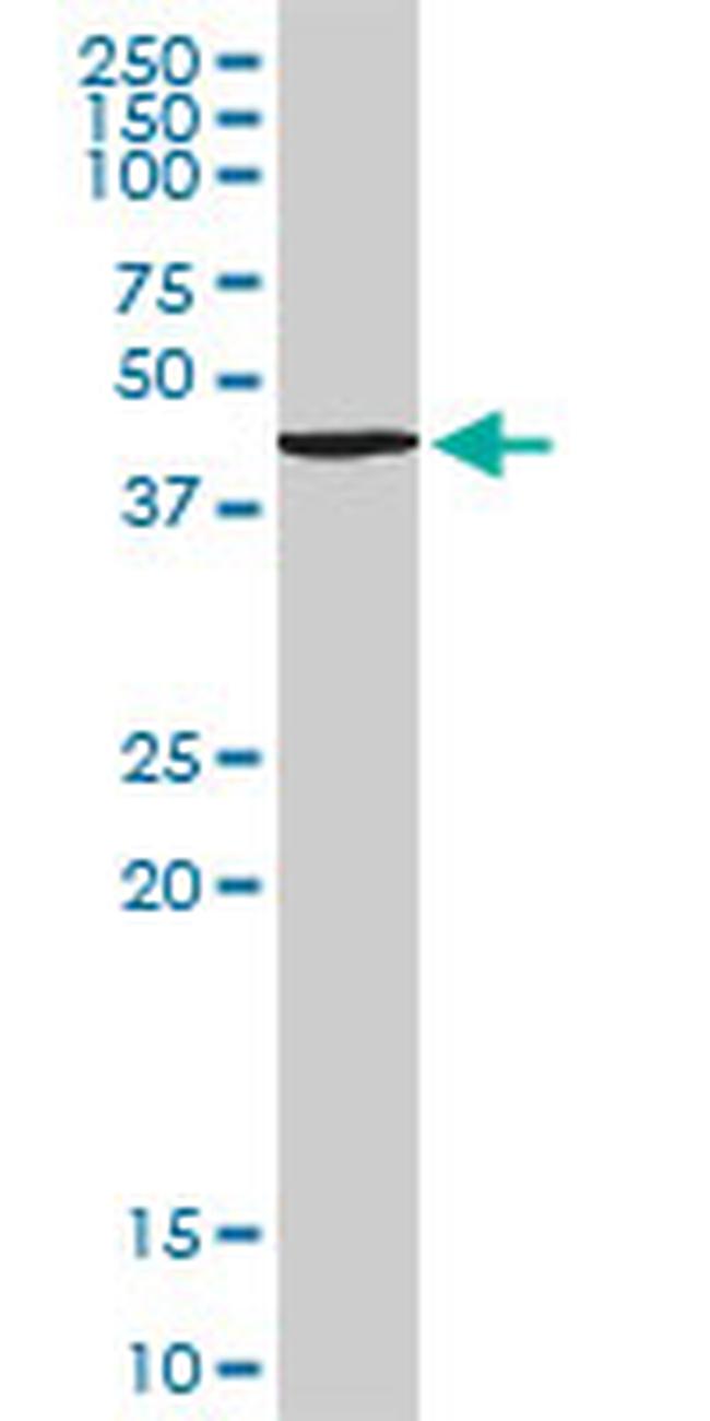 TANK Antibody in Western Blot (WB)