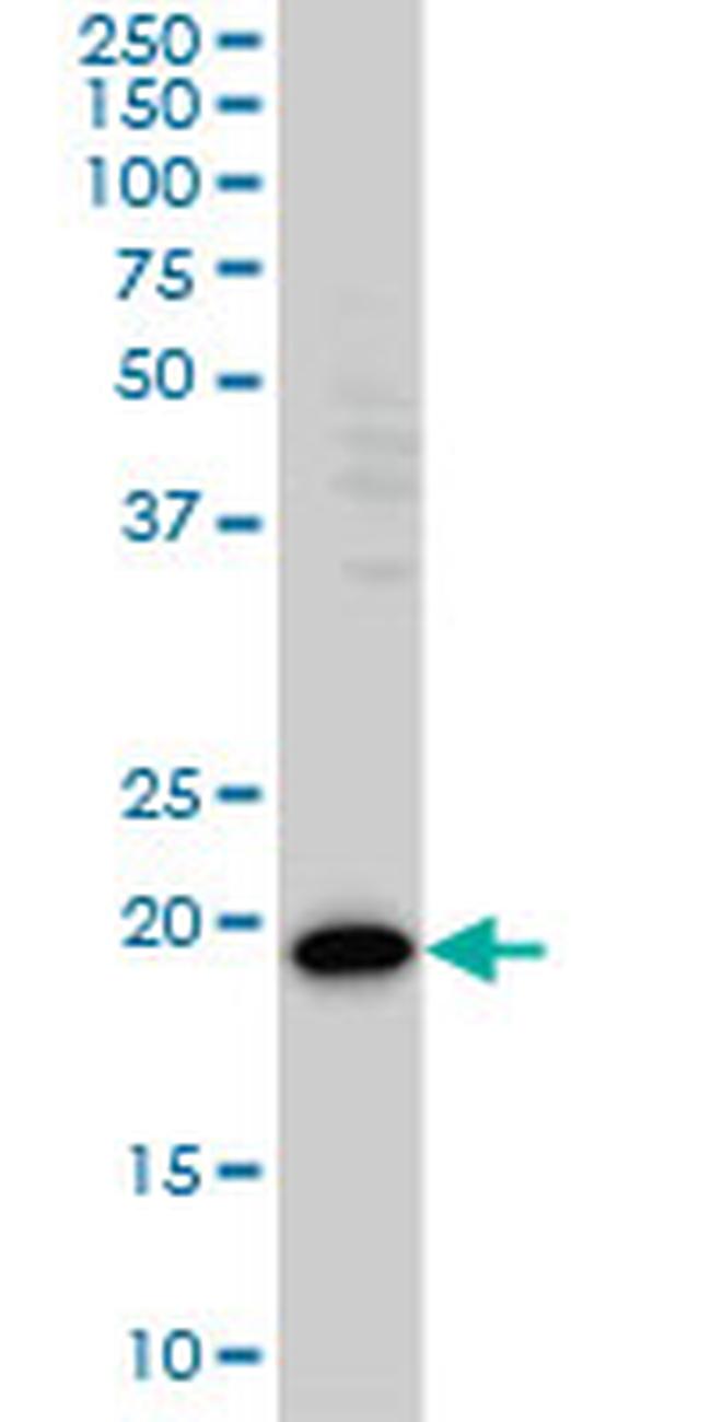 PDCD6 Antibody in Western Blot (WB)