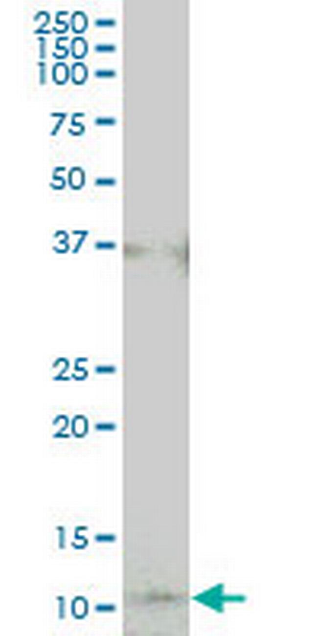 COX17 Antibody in Western Blot (WB)