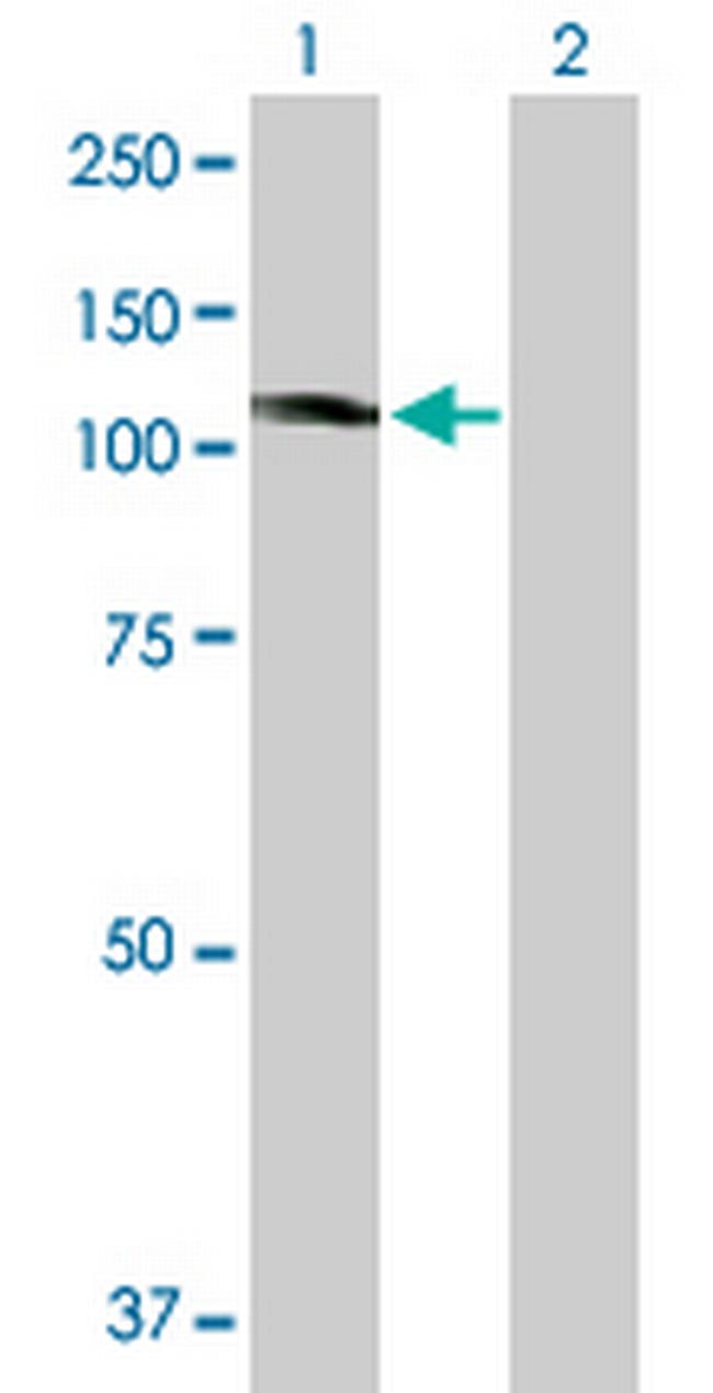 KIF20A Antibody in Western Blot (WB)