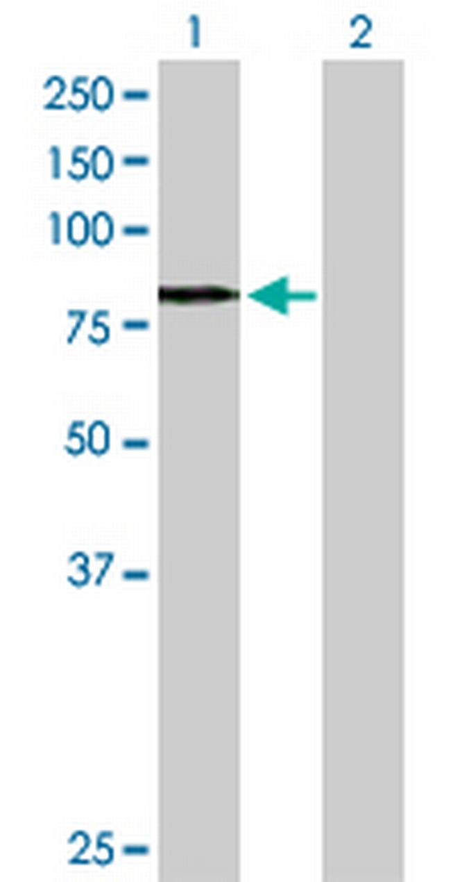 OPTN Antibody in Western Blot (WB)