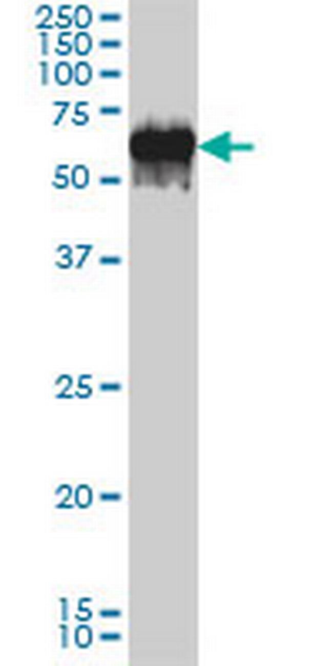 G3BP Antibody in Western Blot (WB)