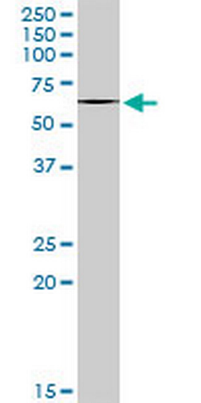 ABI2 Antibody in Western Blot (WB)