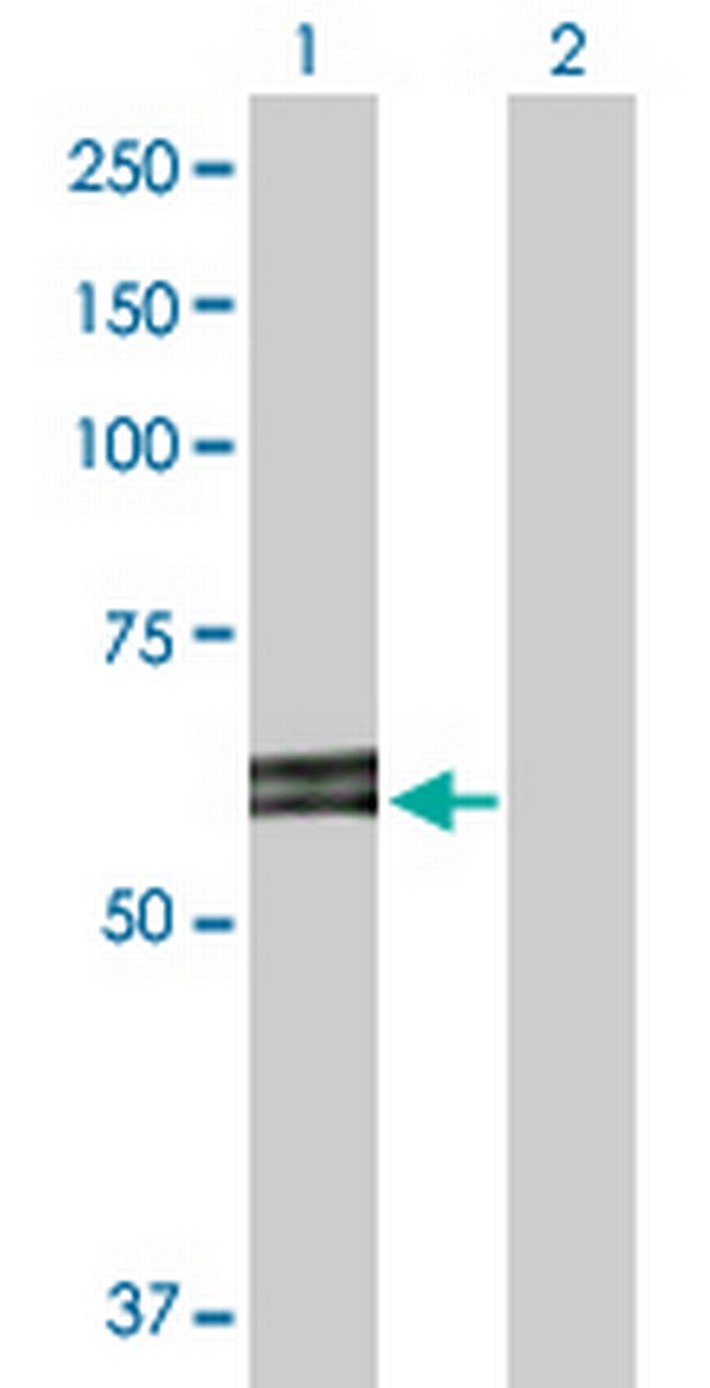 ABI2 Antibody in Western Blot (WB)