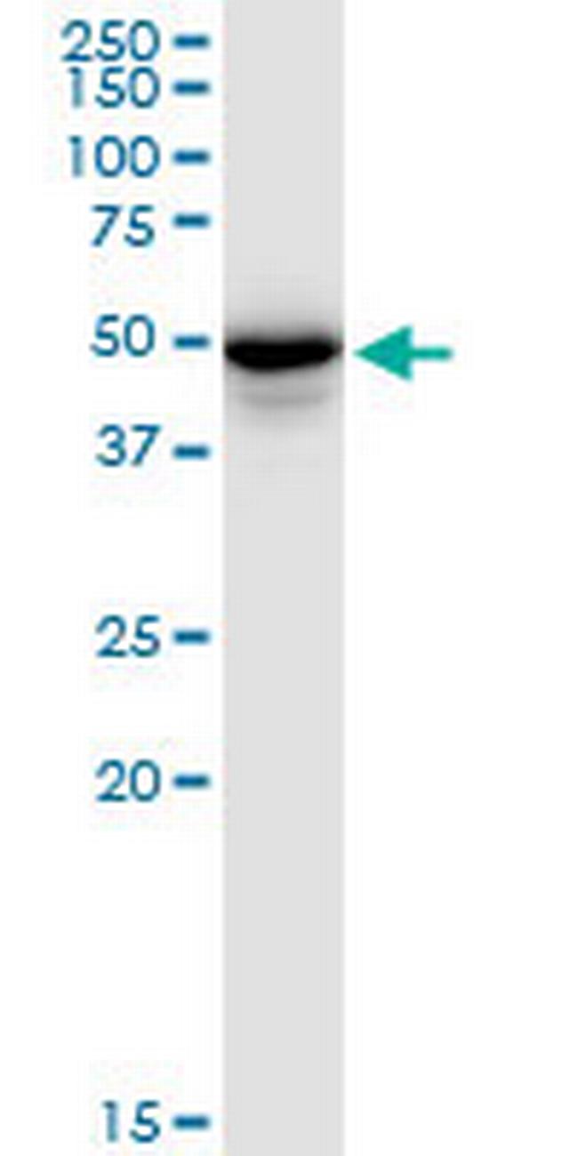 PLIN3 Antibody in Western Blot (WB)