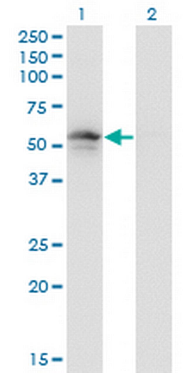 PLIN3 Antibody in Western Blot (WB)