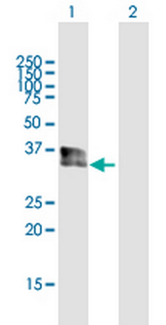 SPRY1 Antibody in Western Blot (WB)