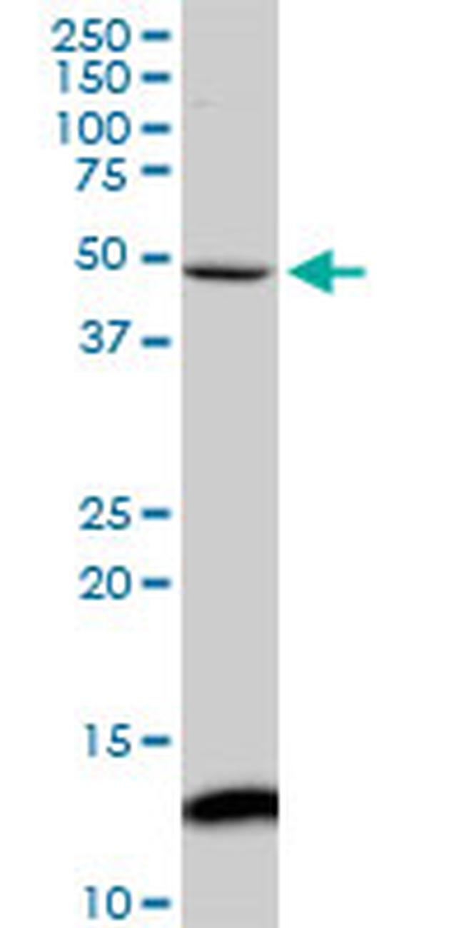 IRX5 Antibody in Western Blot (WB)