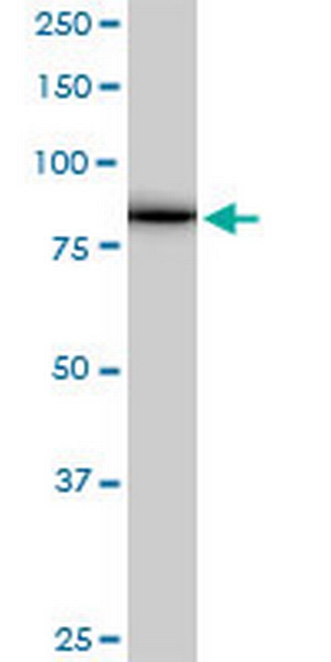 AKAP8 Antibody in Western Blot (WB)