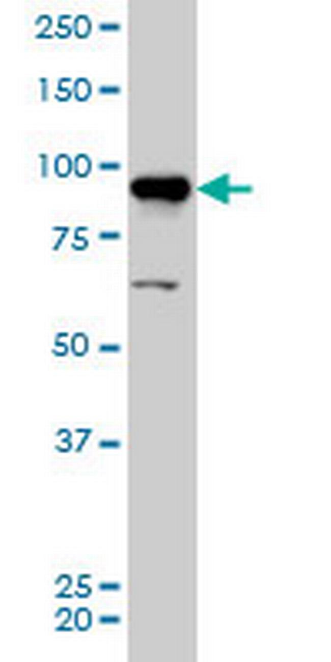 AKAP8 Antibody in Western Blot (WB)