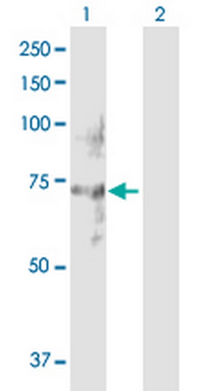 NET1 Antibody in Western Blot (WB)