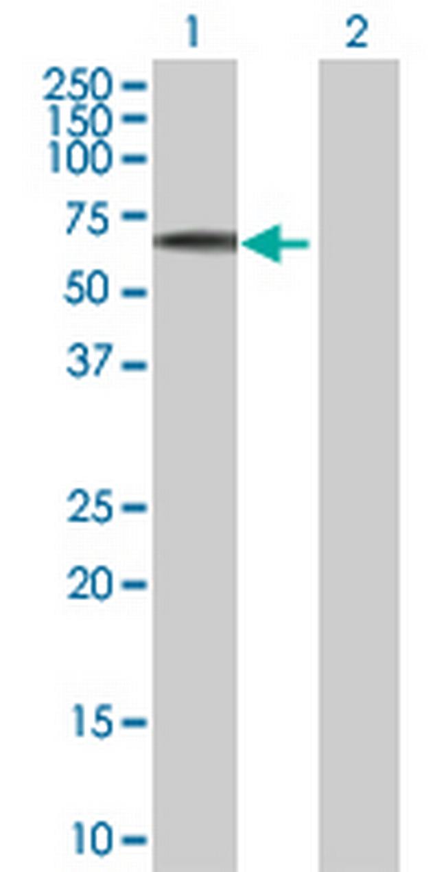 EFS Antibody in Western Blot (WB)